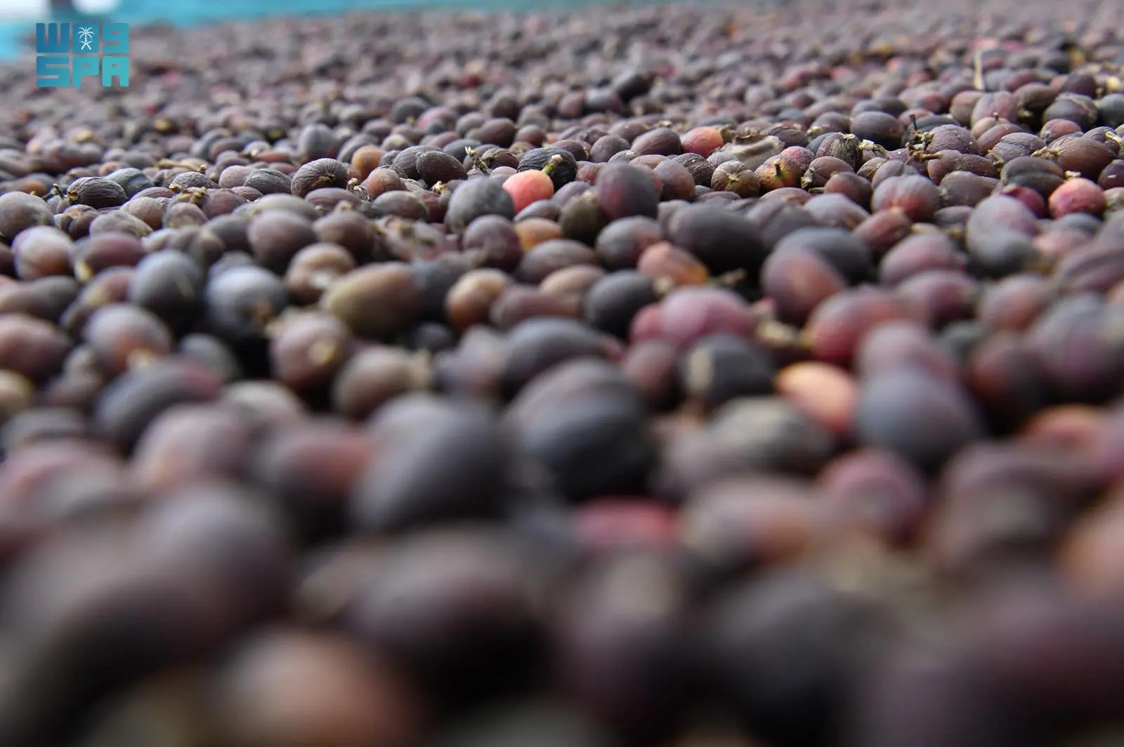 ജിസാനിലെ കാപ്പിത്തോട്ടങ്ങള്‍ ഇനി ടൂറിസ്റ്റ് കേന്ദ്രങ്ങള്‍; കാര്‍ഷിക പൈതൃകം നുകരാന്‍ സഞ്ചാരികളുടെ തിരക്ക്